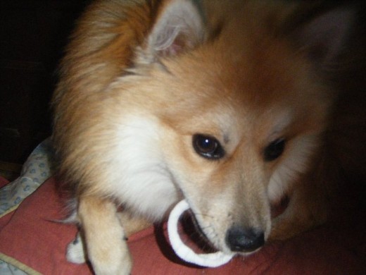 gufy,jugando con una goma del pelo